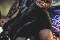 Deer In the Headligths